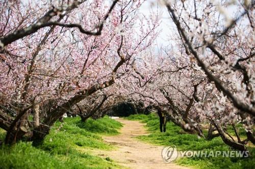 보해 매실농원 매화꽃 터널