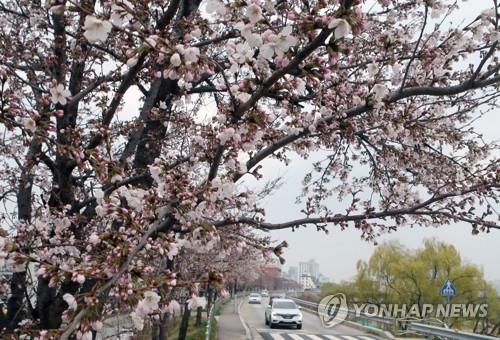 22일 오전 강원 강릉 시내에 벚꽃이 피어 있다. 2019.3.22 