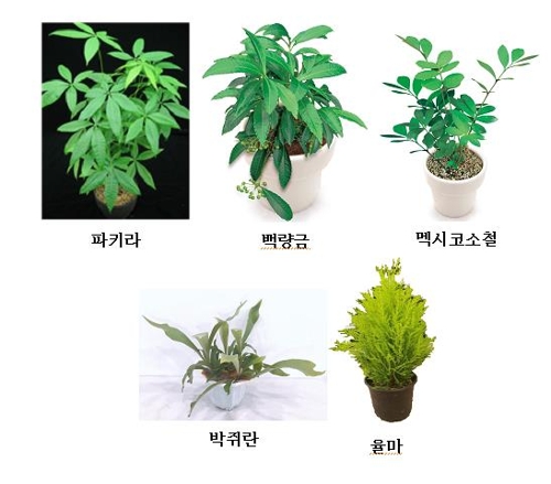 미세먼지 저감 효과 실내 식물