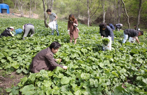 2018 곰취축제 현장 체험 행사
