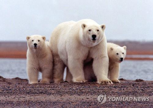북극곰[연합뉴스 자료사진]