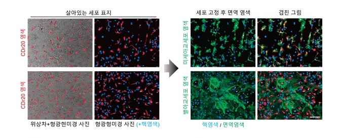 연구진은 살아있는 일차배양 뇌세포에 염색된 CDr20 사진을 찍은 뒤 미세 아교세포 면역염색 결과와 대조했다. 그 결과 CDr20이 미세 아교세포만을 특이하게 염색한다는 사실을 확인했다. [기초과학연구원 제공]