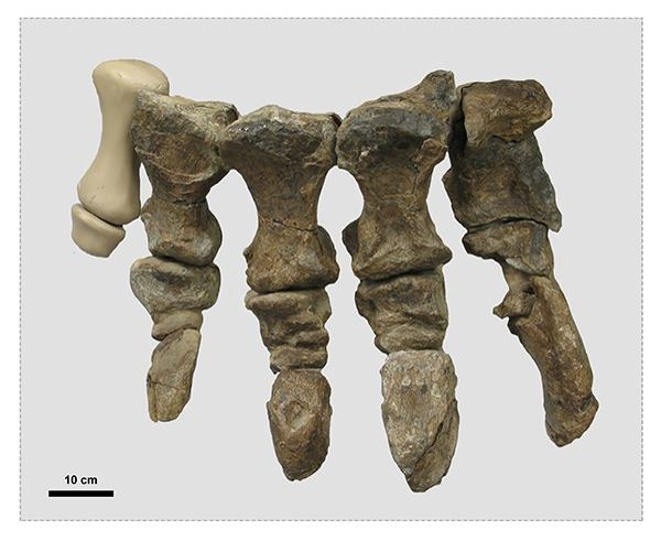 로이토사우루스 브로우네이의 오른쪽 뒷발 발가락 화석 