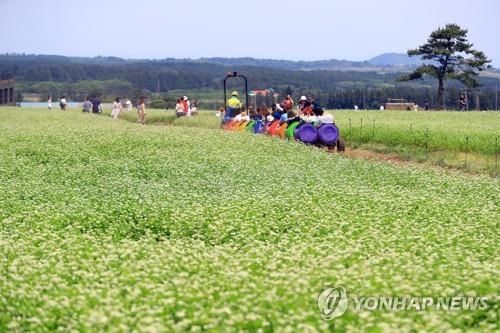 메밀꽃 만개한 보롬왓