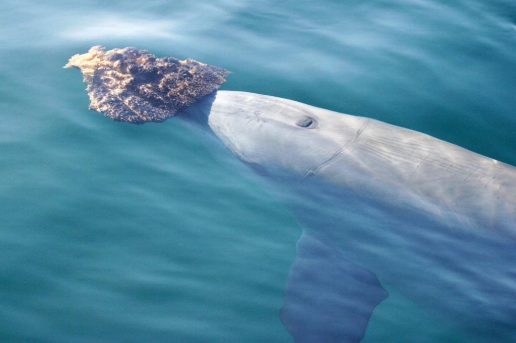 바다 해면을 이용해 먹이를 찾는 호주 샤크 베이의 남방큰돌고래 