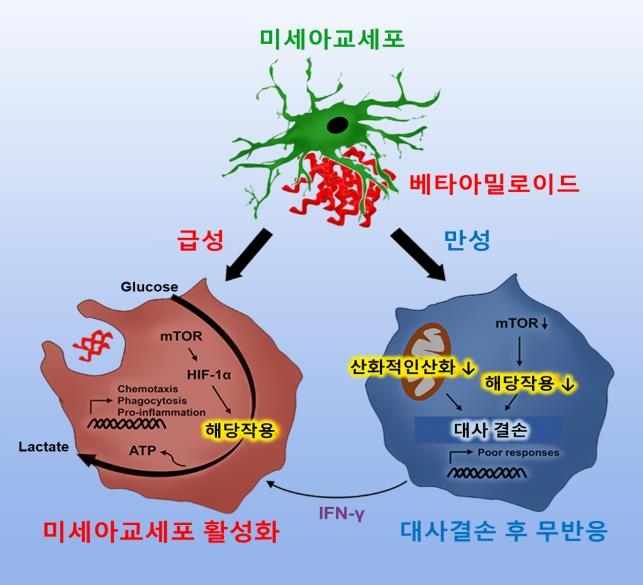 베타 아밀로이드가 미세아교세포 기능에 미치는 영향