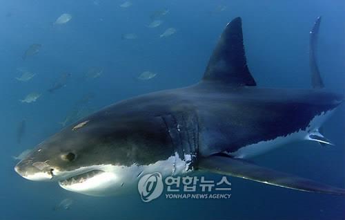 백상아리