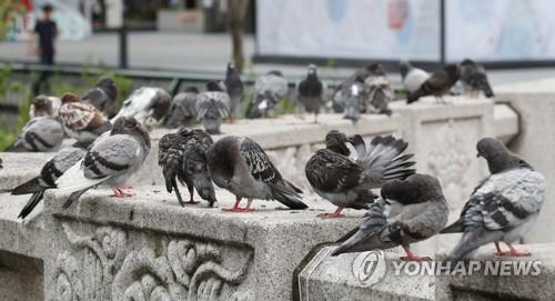 젖은 몸 말리는 비둘기들