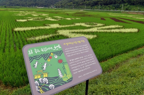 벼로 그림 그려진 논