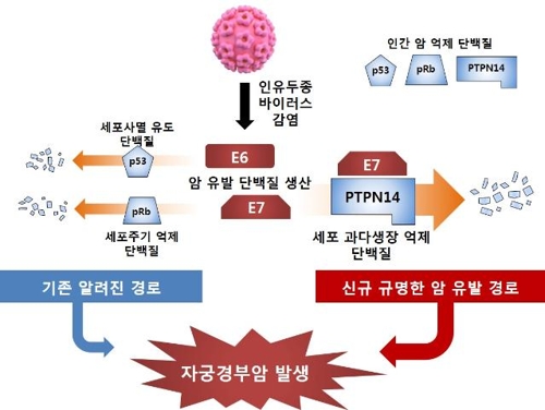 바이러스에 의한 자궁경부암 발병 흐름도