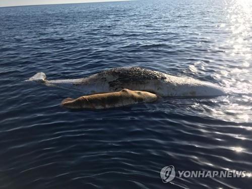 올해 6월 이탈리아 앞바다에서 발견된 향유고래 사체 