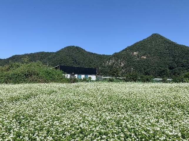 춘천 북한강변 메밀꽃밭