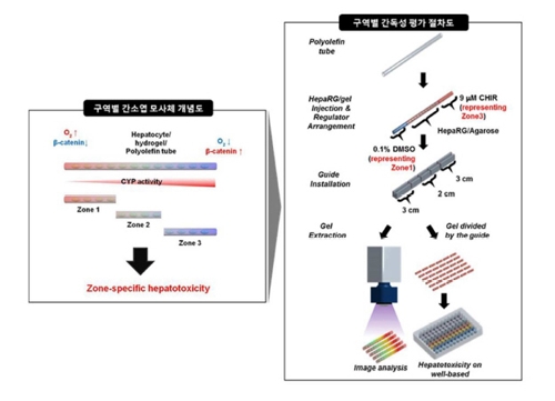 구역별 간소엽 모사체 개념도