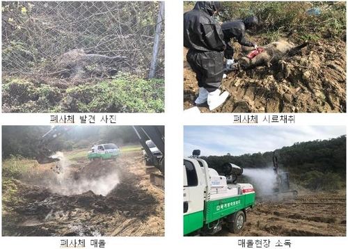 파주 감염 멧돼지 폐사체