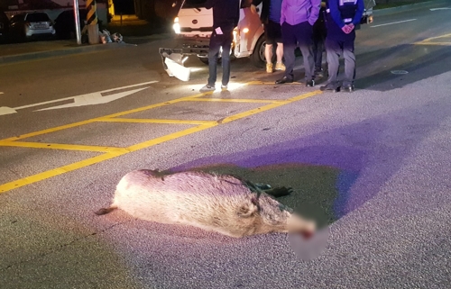 청주시 탑동에 나타난 멧돼지