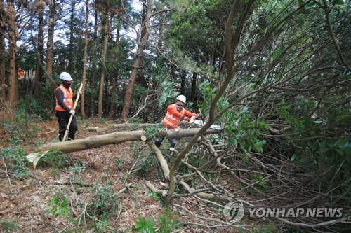 제주 비자림로 확장공사 벌목 작업