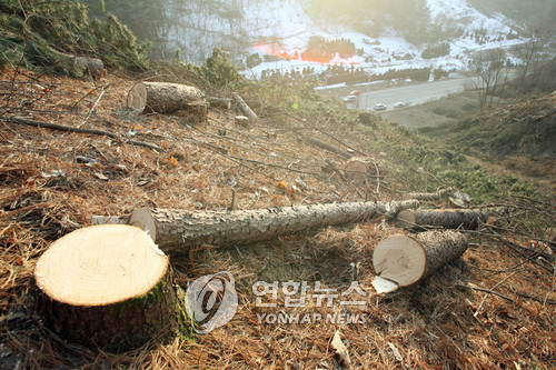 2007년 재선충병 발생지 벌목