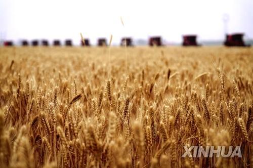 중국 허베이성의 밀 재배지