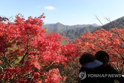 내장산 단풍