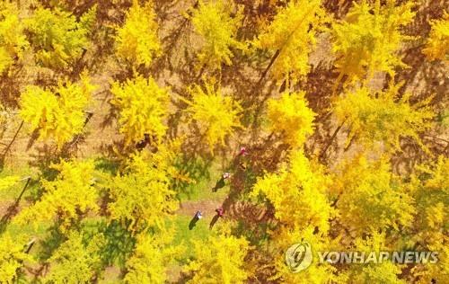 은행나무 숲