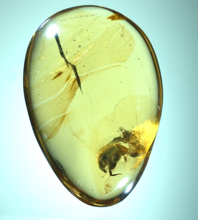 연구 대상이 된 9천900만년 전 호박 