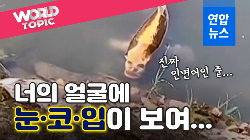 [영상] '실화야?'…중국 호수서 사람 얼굴을 띤 물고기 포착 - 2