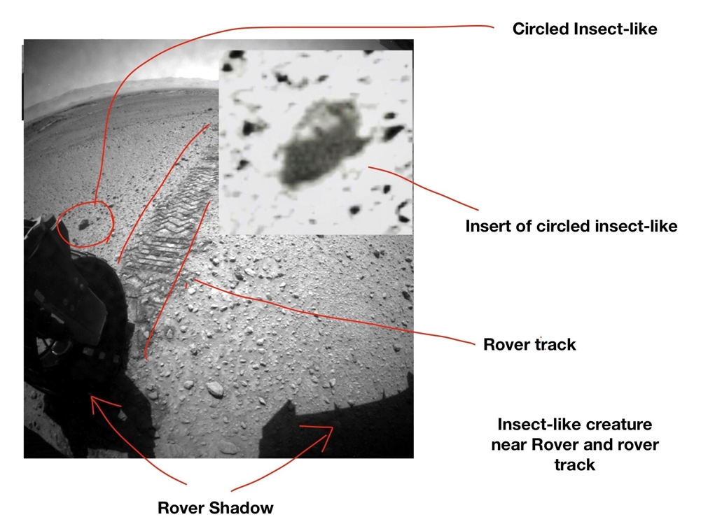 화성탐사 로버 인근에서 찾아낸 곤충 이미지 