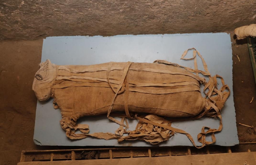 이집트 사카라에서 발굴된 동물 미라