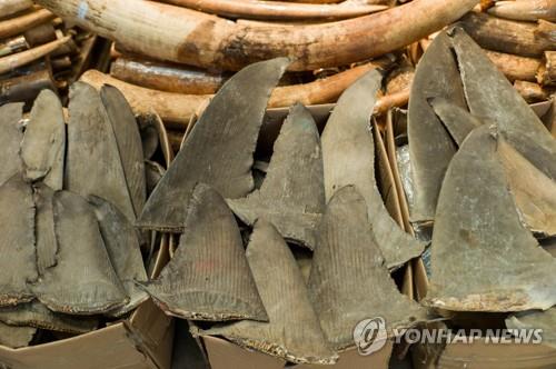 홍콩 세관에 압수된 말린 샥스핀(자료사진)