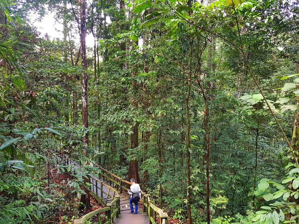 템부롱 국립공원에서는 1천226개의 나무 계단을 통해 정상까지 트레킹을 할 수 있다. [사진/권혁창 기자]