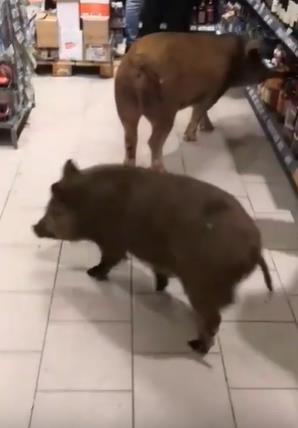 슈퍼마켓에 난입한 돼지들의 모습.