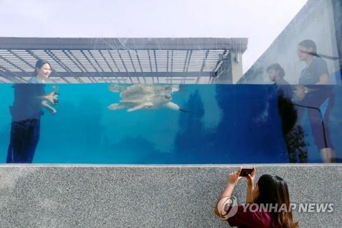 '인공 지느러미발'을 부착하고 헤엄치고 있는 바다거북 구디