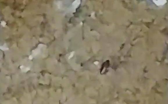 된장에 들어간 바퀴벌레