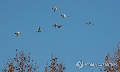 갑천 하늘을 나는 고니