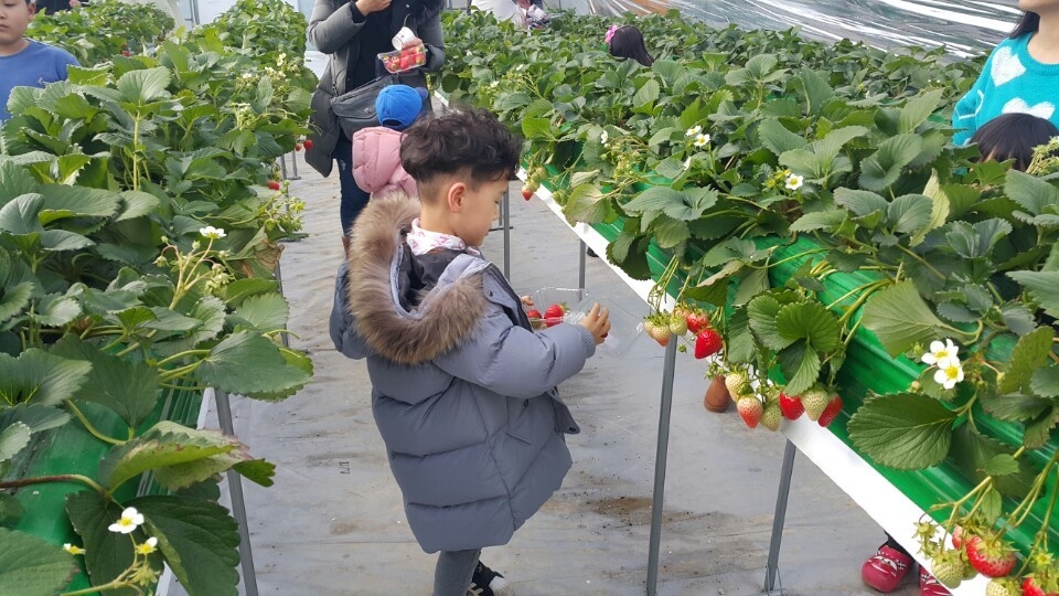 민재호 씨의 딸기 체험농장