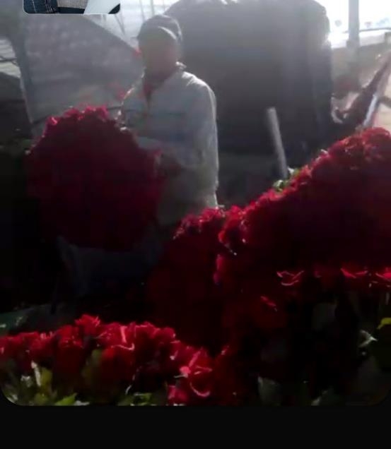 강 씨가 농가에서 폐기할 꽃을 옮기는 모습을 영상통화로 보여주고 있다.