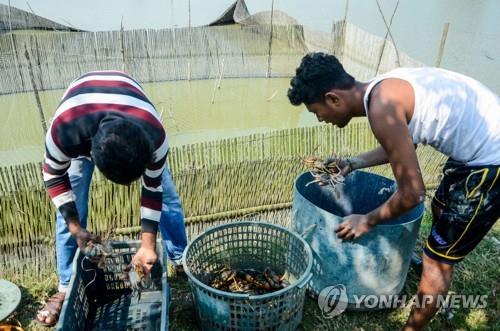 지난 10일 양식장에서 게를 수확하는 방글라데시 양식업자. [AFP=연합뉴스]