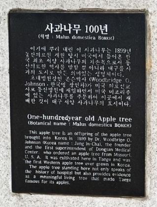 대구동산병원 구내에 세워진 '사과나무 100년' 표지석. [대구시 제공]