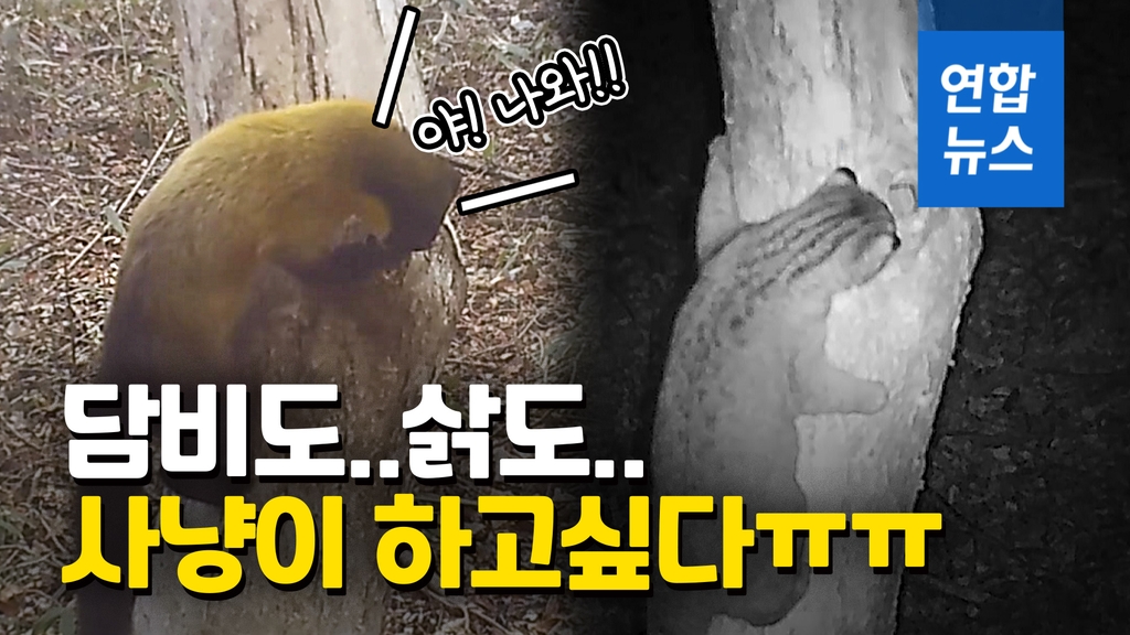 [영상] 멸종위기 동물들 한자리에?…담비·삵, 하늘다람쥐 사냥 현장 - 2