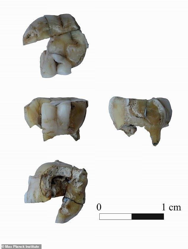 부랴티야 공화국에서 발견된 고대인의 치아