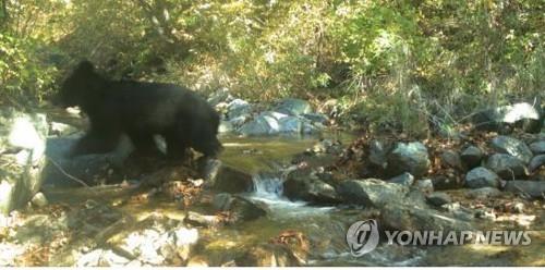 DMZ에서 포착된 반달가슴곰