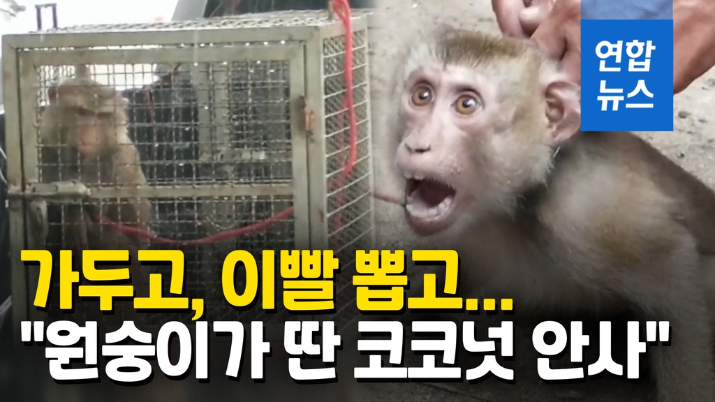 [영상] '원숭이가 딴 코코넛 안 삽니다'…이빨 뽑힌 원숭이들의 저주? - 2