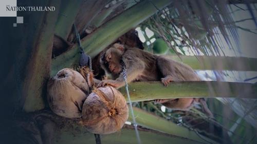 줄에 묶인 채 나무에 올라가 코코넛을 따는 원숭이