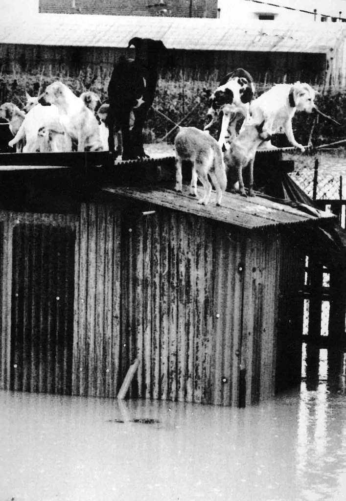 경기도 연천군 한 농가 축사 지붕 위에 피신한 강아지들. 1996년