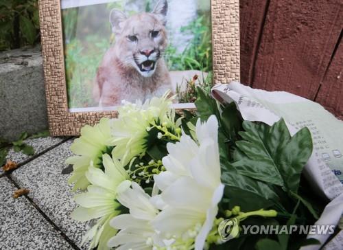2018년 9월 18일 대전 오월드서 탈출했다 사살된 퓨마 '뽀롱이'
