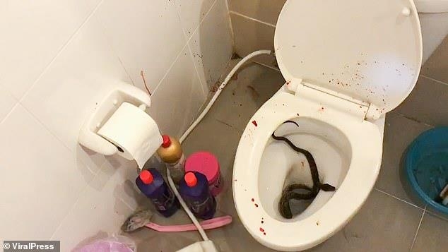 태국 가정집 화장실에 침투한 뱀