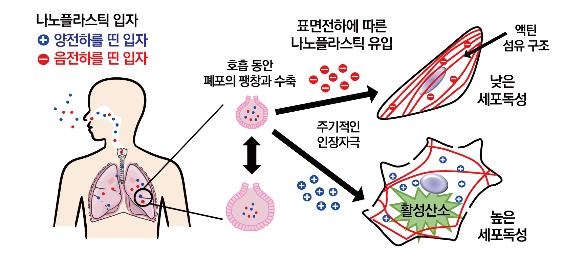 미세 플라스틱의 전기적 특성에 따른 폐 세포 독성 유발 모식도