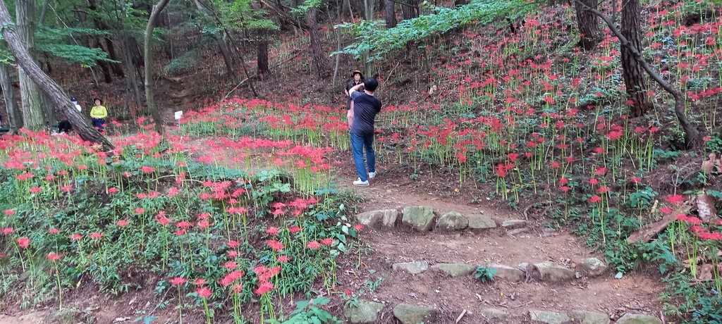 모악산 등산로에 활짝 핀 꽃무릇