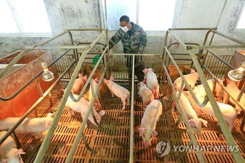 중국 쓰촨성의 한 돼지사육 농가