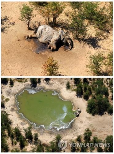 물웅덩이 독성 녹조 때문에 사망한 것으로 알려진 보츠와나 코끼리들